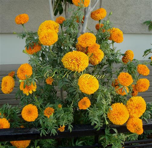  Plants